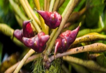 牛角一样的水果是什么？