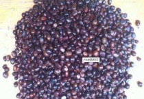 牡丹花子怎么种植