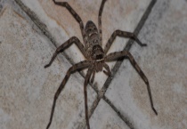 蜘蛛的过冬方式 被蜘蛛咬伤该如何多久？