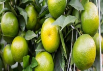 沃柑和皇帝柑什么区别？？