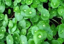 铜钱草喜欢阳光吗？