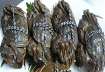 大闸蟹买回来怎么保存 如何判断大闸蟹的死活