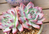 多肉飞鸟植物怎么养