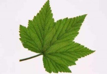 一年四季树叶变化过程