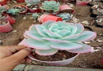 多肉植物旭鹤怎么养