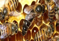 不足一框意蜂怎样春繁 附春繁技术