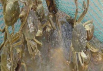 河蟹脱壳时间表 附注意事项