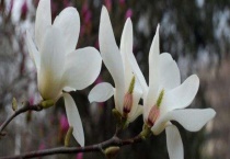 玉兰花的形状像什么？