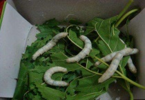 蚕宝宝除了可以吃桑叶还可以吃什么？