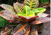 变色木叶子掉没了 还会长吗？