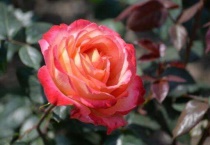 四季都开花的植物有哪些？