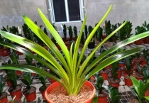 君子兰移盆后能浇水么