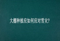 大棚种植应如何应对雪灾？