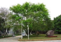 黄果树是什么树