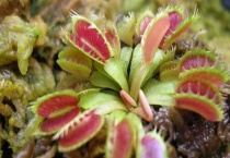 食虫草怎样驱蚊