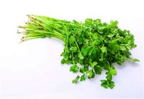 香菜种植技术及管理