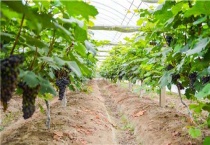 葡萄施肥用啥粪比较好