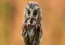 猫头鹰属于国家几级保护动物 附部分国家二级保护动物介绍