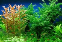 水草发黄是什么原因？