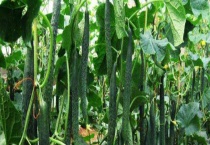 黄瓜怎样打枝条