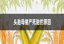 头胎母猪产死胎的原因？