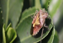 臭屁虫养殖技术