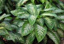 万年青怕冷吗？