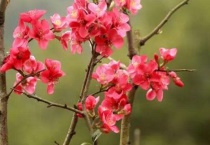 晚夜玉衡是海棠的一种吗？