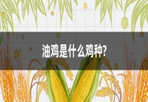 油鸡是什么鸡种？