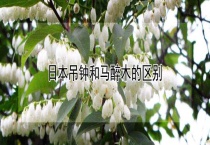 日本吊钟和马醉木的区别？