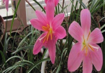 风雨兰室内能开花吗？