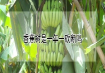 香蕉树是一年一砍断吗？