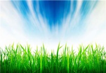 济麦22小麦品种介绍