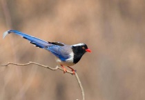 红嘴蓝鹊吃什么食物
