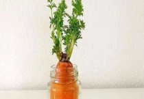 胡萝卜根可以种吗？