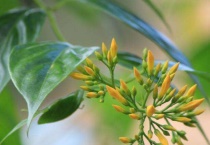 和金银花很像的花