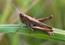 蚂蚱喜欢吃什么？