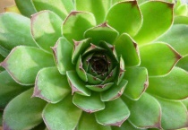 观音莲穿裙子怎么回事