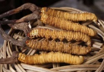 虫草花和虫草的区别？是什么？