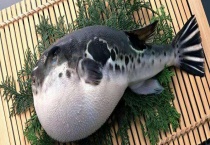 河豚的皮可不可以吃 河豚皮怎么吃