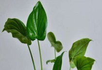 客厅可以摆放滴水观音吗 滴水观音会开花吗？