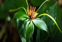 七叶一枝花种子价格及种植方法 七叶一枝花的播种多久？