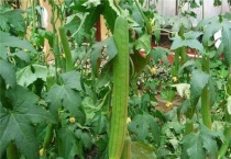 丝瓜为什么长出来就黄了