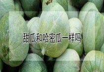 甜瓜和哈密瓜一样吗？