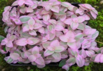 胭脂云太长了怎么打理