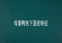 母番鸭快下蛋的特征