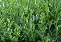 茶树越冬病虫害防治方法 病虫害防治注意事项