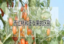 西红柿和圣女果的区别？