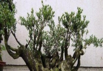 黄荆盆景制作与养护 附黄荆盆景如何取材