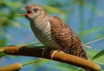 布谷鸟是什么能手